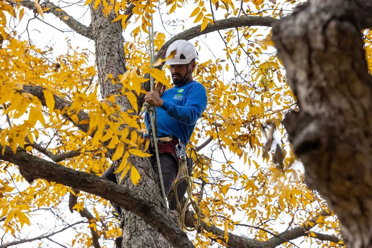 Skilled Tree Planing crew working in Monticello